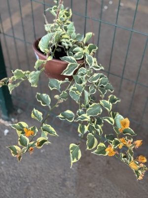 PRIMAVRA VARIEGATO AMARELA C21