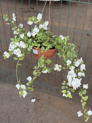 PRIMAVERA VARIEGATO BRANCA C21