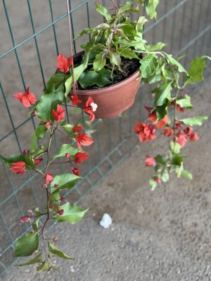 PRIMAVERA VARIEGATO SALMOM C21