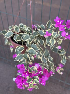 PRIMAVERA VARIEGATO PINK C21