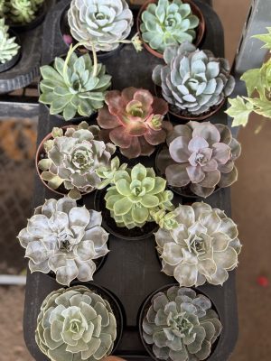 KIT ECHEVERIA 10 UN