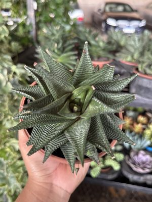 SUCULENTA SPIRALIS C13