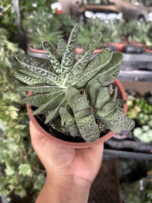 SUCULENTA GACILIS C13