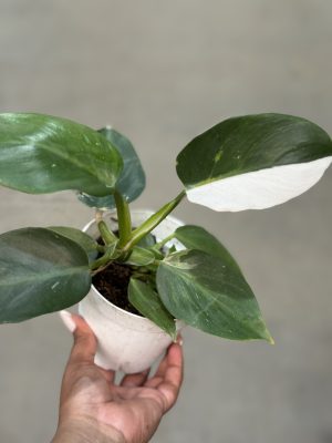PHILODENDRON WHITE WHIZARD PT12