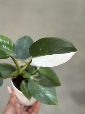 PHILODENDRON WHITE WHIZARD PT12
