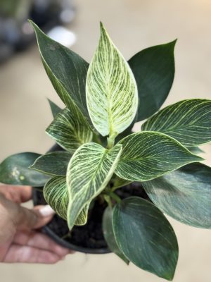 PHILODENDRON BIRKIN PT15