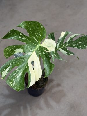 MONSTERA THAI CONSTELATION PT18