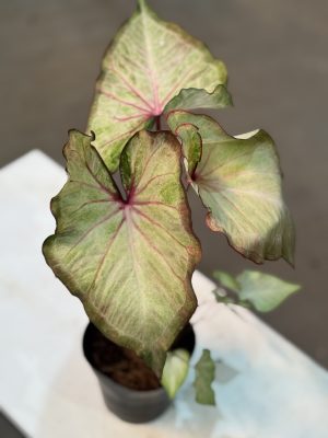 CALADIUM XPLOSION PT12