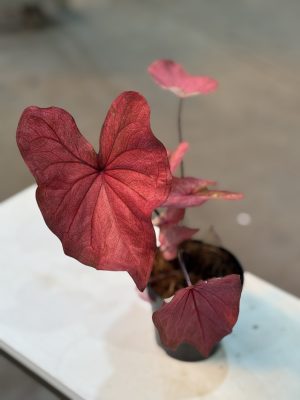 CALADIUM CAROLYN WHORTON PT12