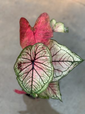 CALADIUM WHITE QUEEN PT12