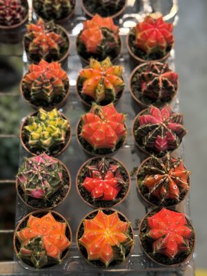CACTUS GYMNOCALICIUM COLORIDO PT06